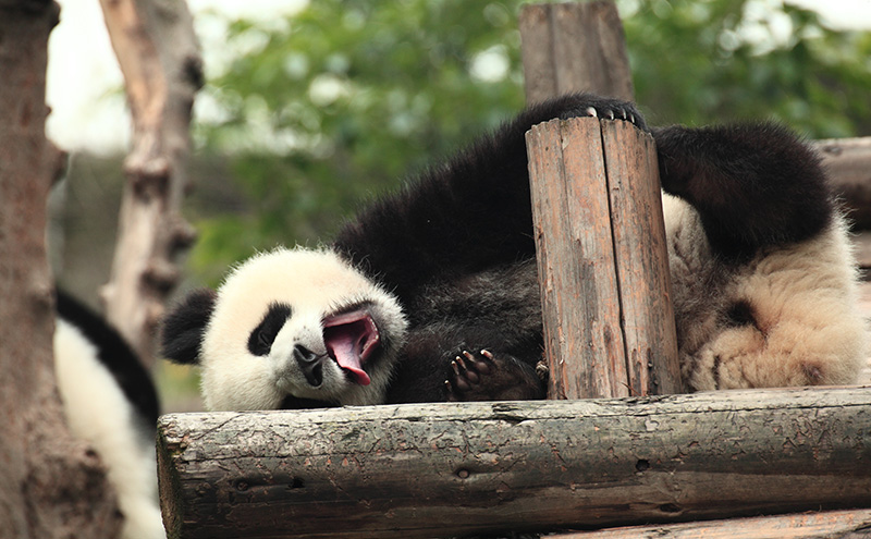 Panda Paradise: Chengdu’s Research Center