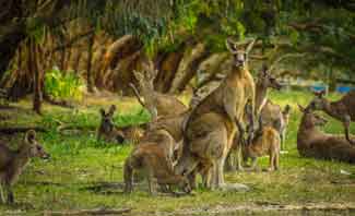 Australia’s iconic animals like the kangaroo can be found up and down the coastline and inland of the Great Ocean Road.