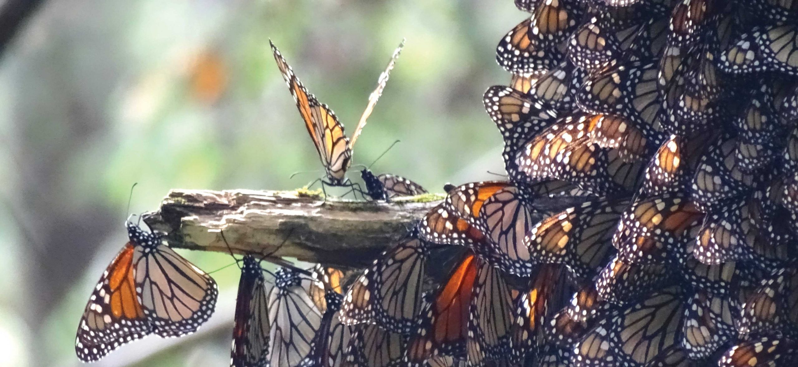 Mariposa: Metamorphosis in Mexico