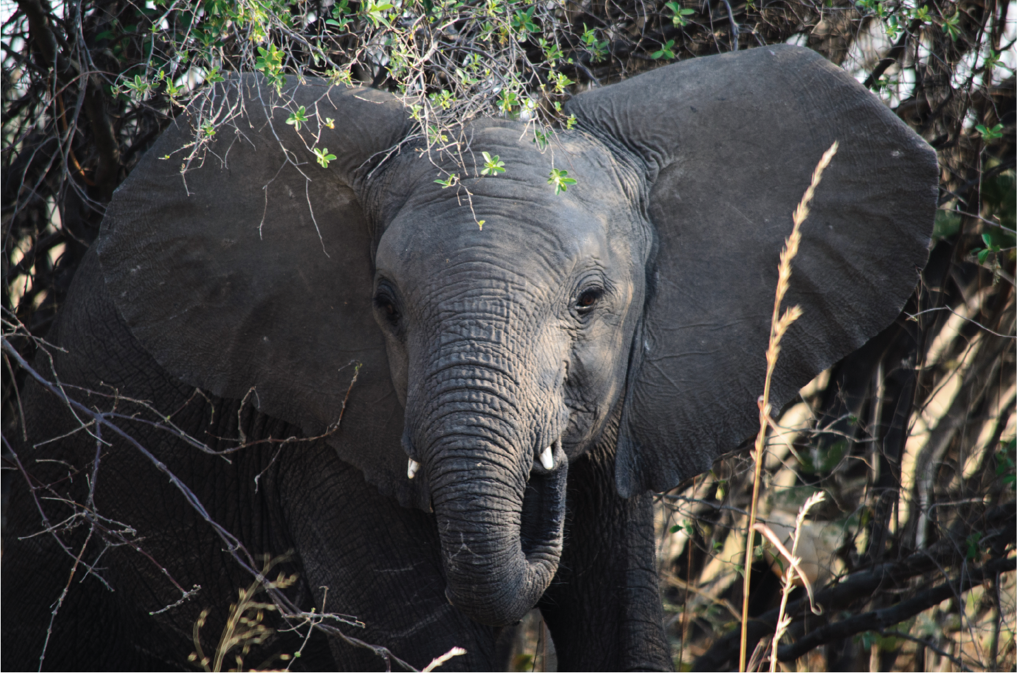 Refuge: Elephant Sanctuaries Around the World