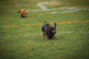 wiener dogs racing