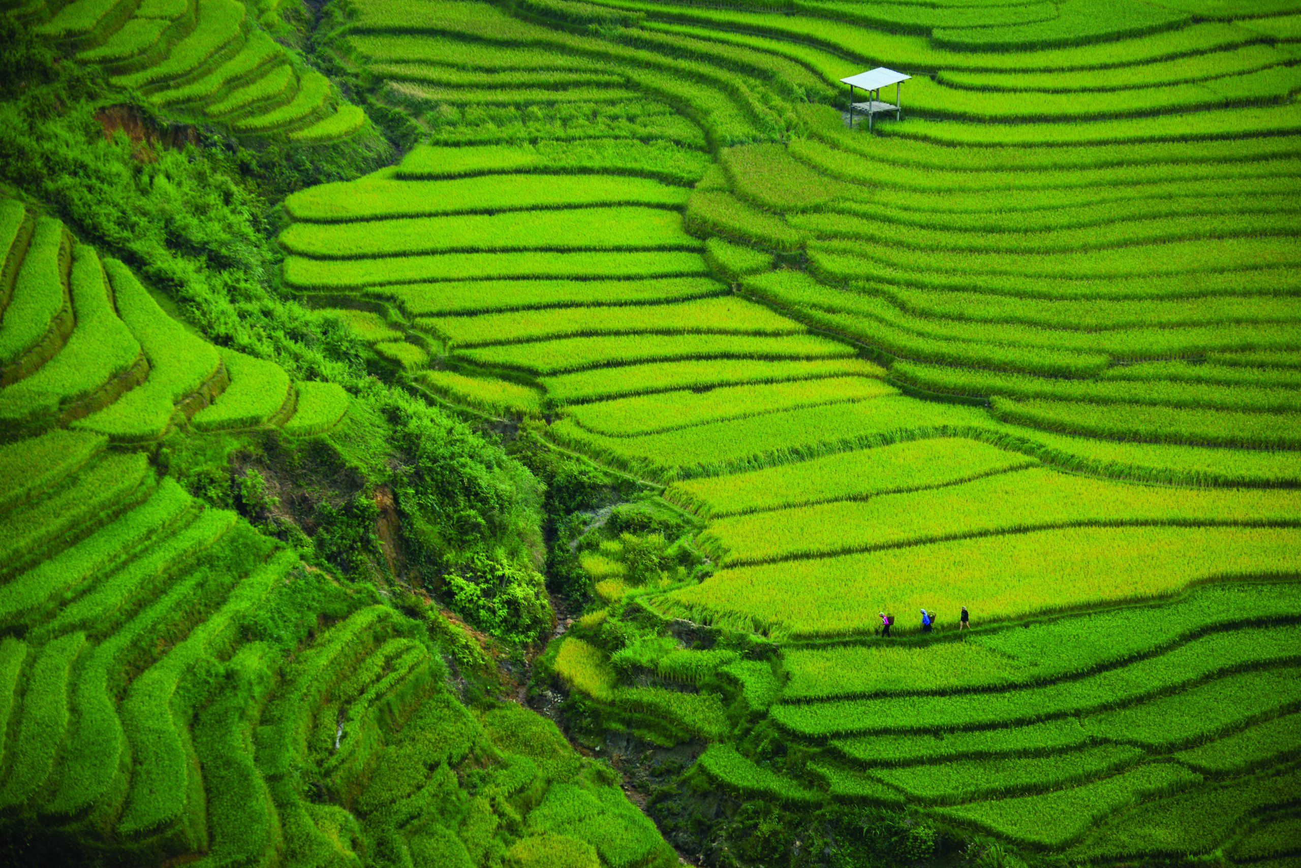 image of rice fields in highlands Vietnam
