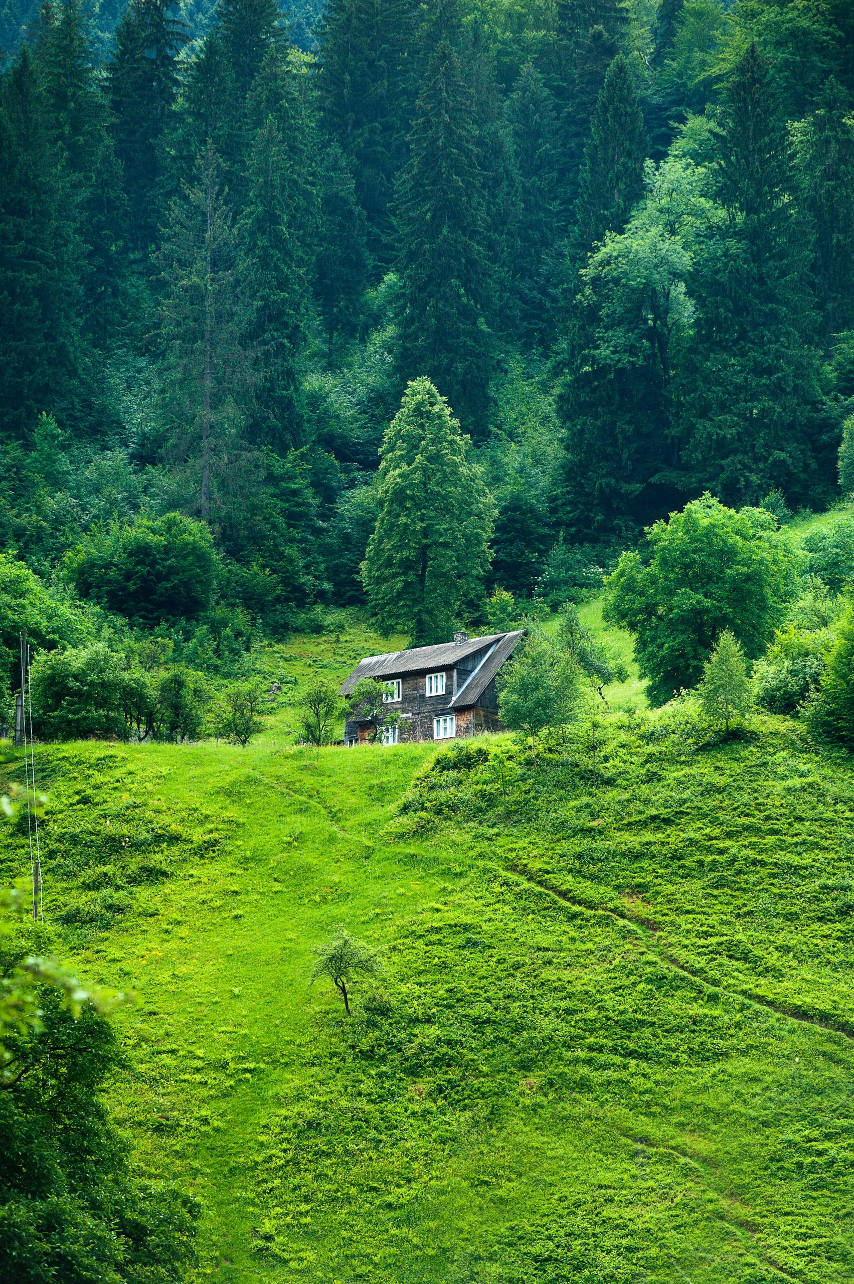 A quaint house on a green hill in a very green forest