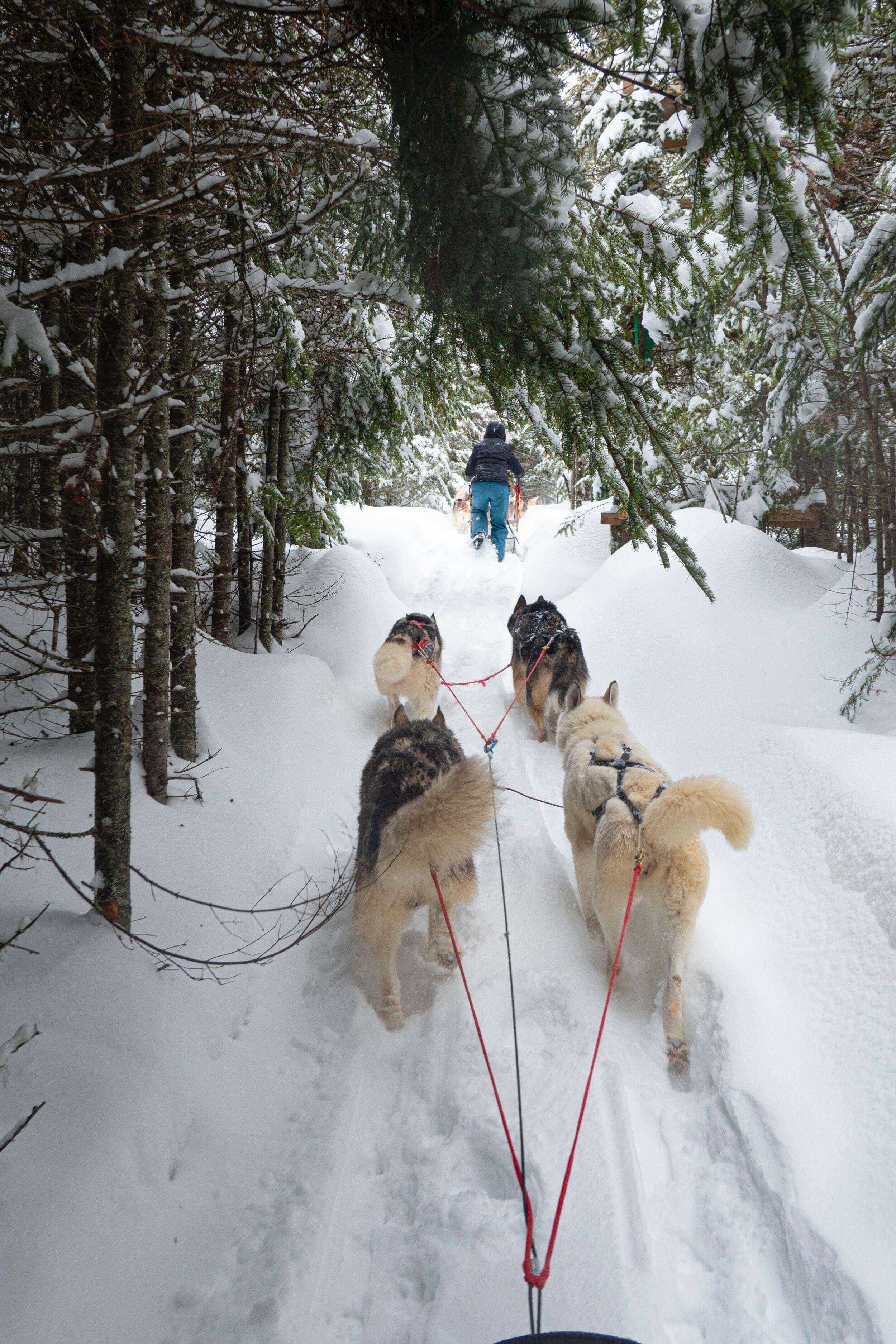 A pack of dogs pulling a sled in a snowy forest